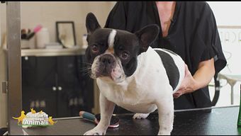 Il cane a pelo corto: come toelettarlo?